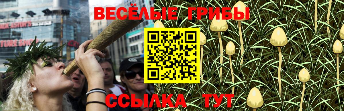 Псилоцибиновые грибы Psilocybe Кизилюрт